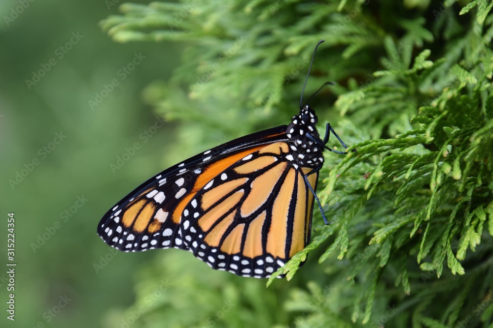 Butterfly Butterfly