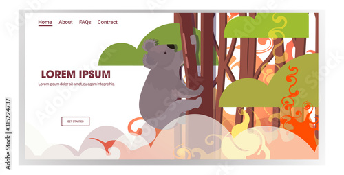 koala sitting on tree forest fires in australia animals dying in wildfire bushfire natural disaster concept intense orange flames horizontal copy space vector illustration