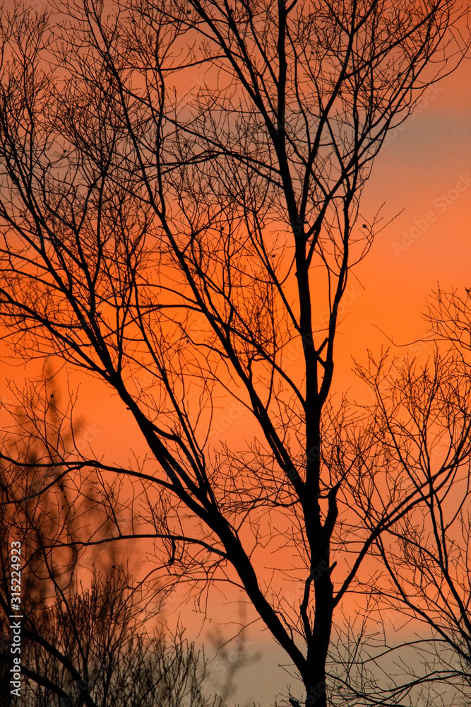 Sunset through the tree branches Sunset through the tree branches