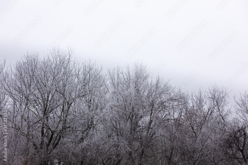 Winter frost covered trees with white gradient background for text Winter frost covered trees with white gradient background for text