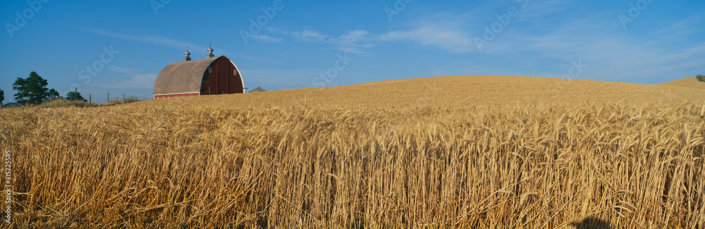 Barns and Wheat Fields, S.E. Washington