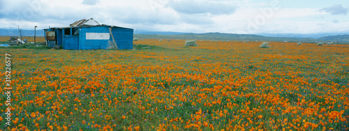 Poppies in Antelope Valley, California photo