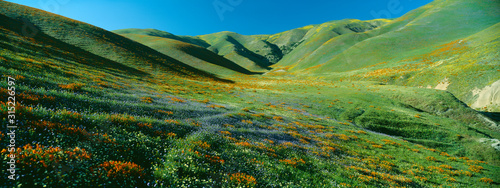California Poppies and Wildflowers, near Gorman, California photo