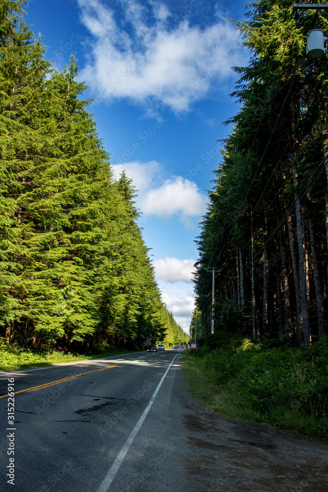 Rain forest on both sides of the highway - Pacific rain forest, BC, Canada Rain forest on both sides of the highway - Pacific rain forest, BC, Canada