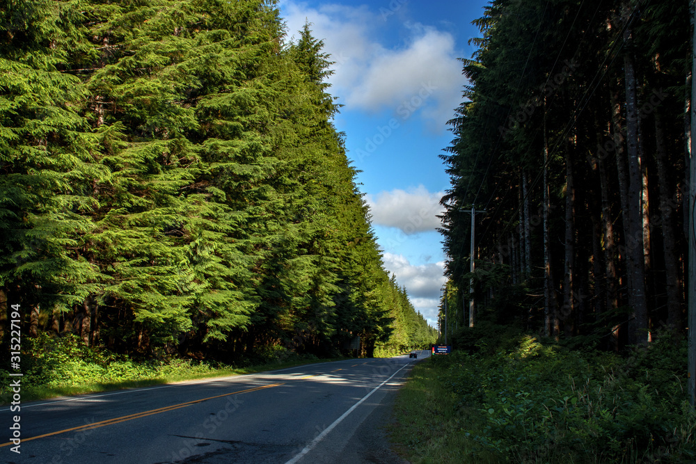 Fototapeta premium Highway cuts through the unique forest - Pacific rain forest, BC, Canada