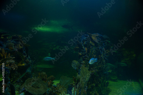 Coral in green blue tone underwater and marine life