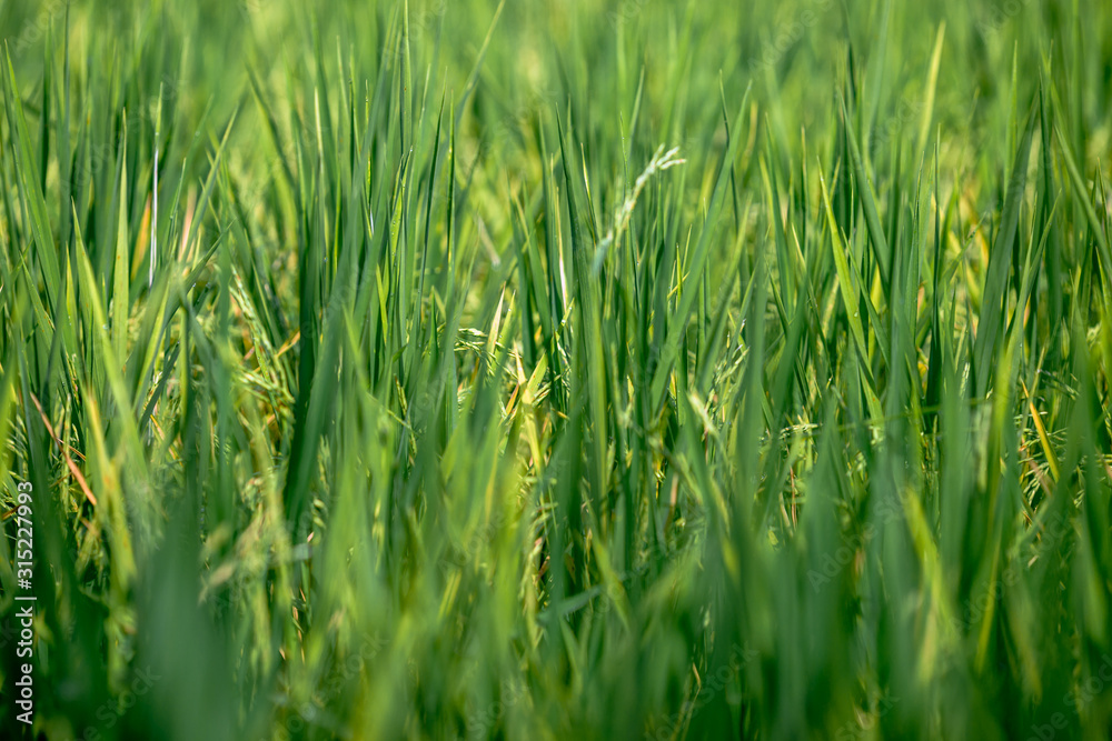Blurred background of rice, green rice seedlings that are growing in the fields, are the main occupation of farmers in agriculture Blurred background of rice, green rice seedlings that are growing in the fields, are the main occupation of farmers in agriculture