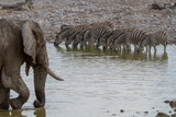 Steppenzebras und Elefant, Wasserloch im Etosha Nationalpark