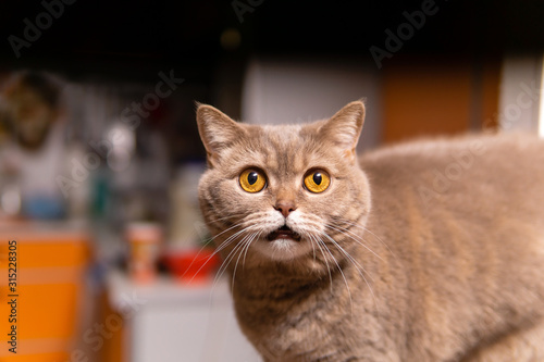 scottish straight cat looks very surprised © Evgeny