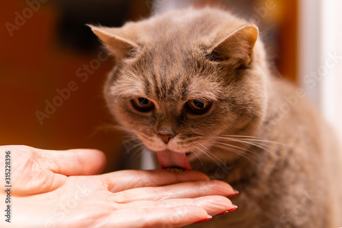 scottish straight cat licks the medicinal paste from the finger of its owner photo