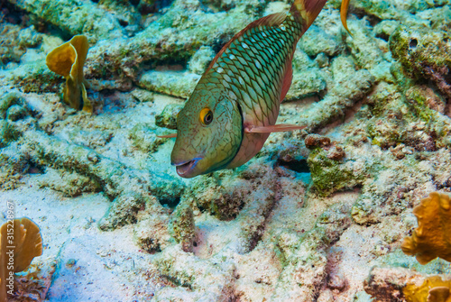 Stoplight Parrotfish in the initial phase photo