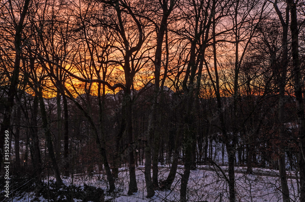 sunset in forest sunset in forest