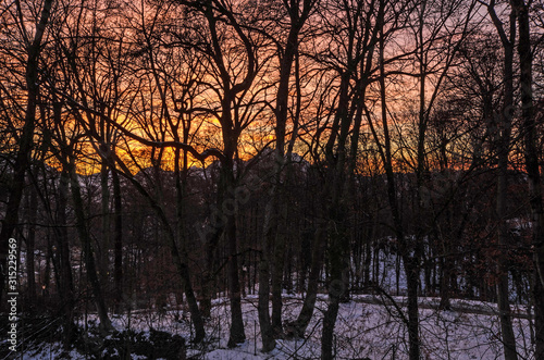 sunset in forest