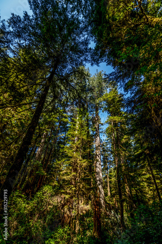 Giant trees of the Pacific Rim - Pacific Rim rain forest, BC, Canada © Ravi