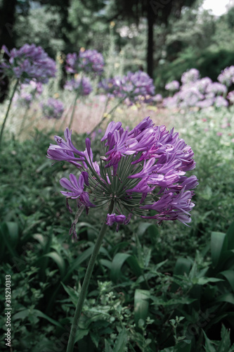 purple flowers in the garden