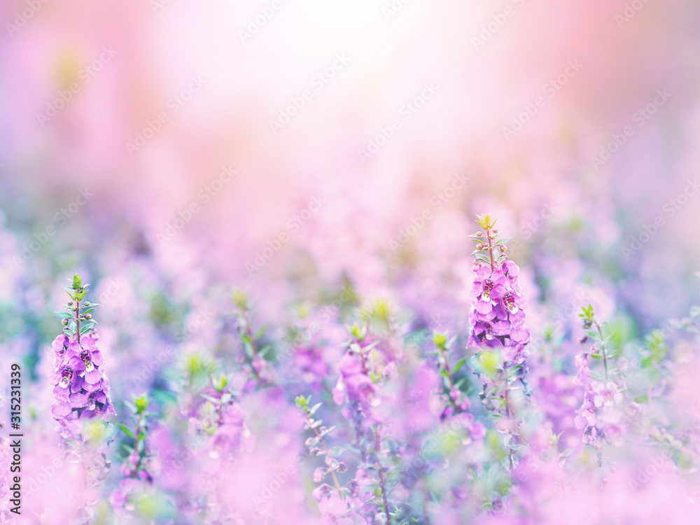 Fototapeta Abstract floral backdrop of purple flowers field with soft style.