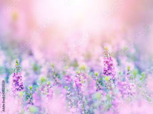 Abstract floral backdrop of purple flowers field with soft style.