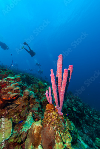 Scuba divers silhouetted above and orange tube coral