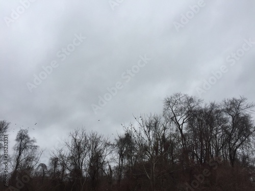 Gloomy Grey overcast Sky of Ugly Clouds with bare leafless winter trees and flock of birds, Sadness of January Skies, Space for text