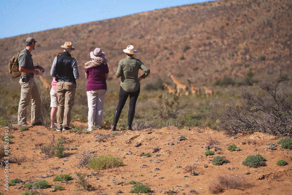 Safari tour group watching giraffes in distance South Africa Safari tour group watching giraffes in distance South Africa