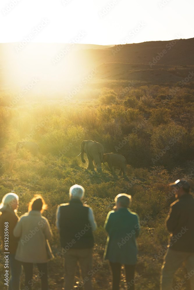 Safari tour group watching elephants in sunny grassland South Africa Safari tour group watching elephants in sunny grassland South Africa