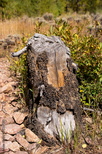 Old Dead Tree Stump Bark Rocks