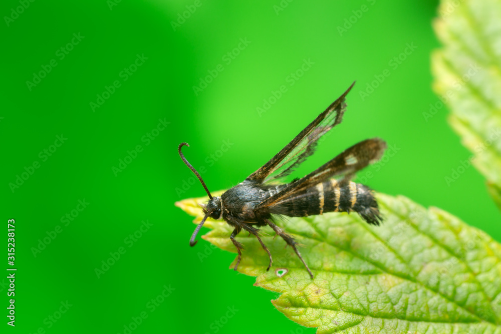 Raspberry clearwing, Pennisetia hylaeiformis on raspberry leaf Raspberry clearwing, Pennisetia hylaeiformis on raspberry leaf