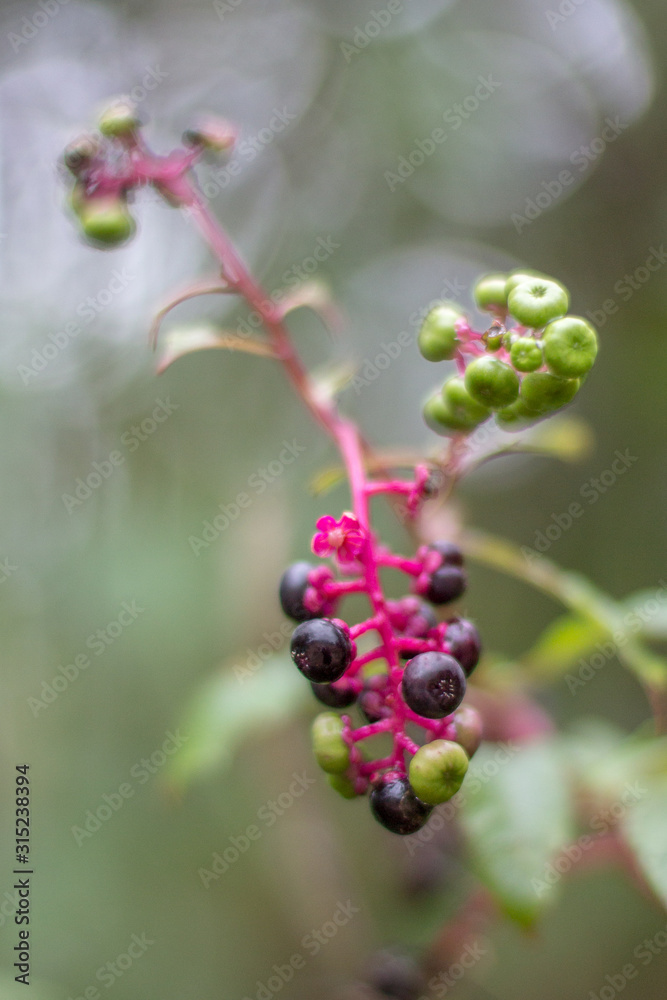 Wild berries on vine Wild berries on vine