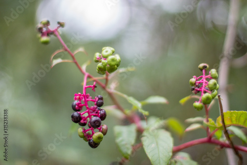 Wild berries on vine