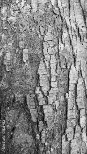 Corteza En Blanco Y Negro