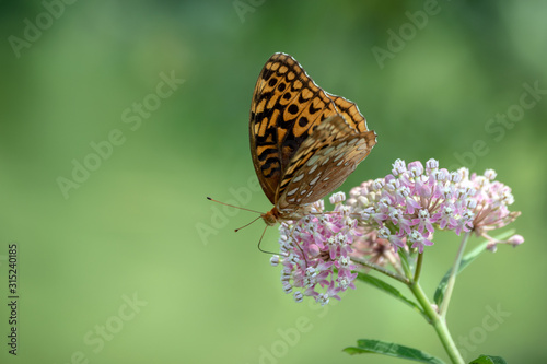 A milkweed flower attracts a great spangled fritillary butterfly where pollination takes place in the course of nature. Beautiful bokeh background.