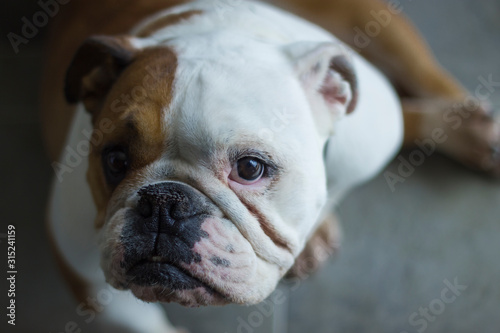 white and brown english bulldog portrait