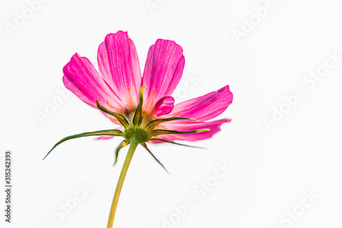 Landscape macro closeup of a blooming vivid pink purple Cosmos bipinnatus garden Mexican aster cosmea flower with green leaves isolated on white