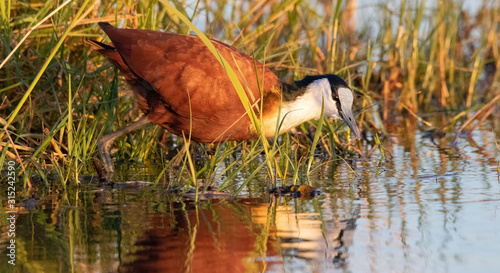 African Jacana