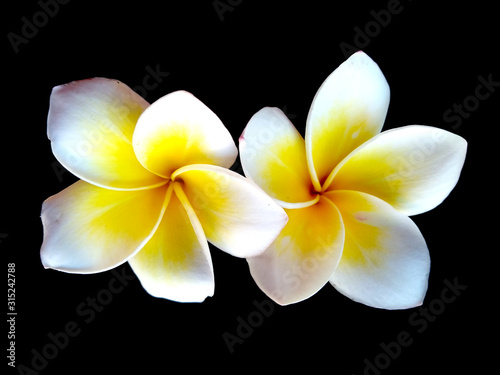 Plumeria flowers or Frangipani flower isolated on black background. Tropical flowers frangipani. Frangipani flowers are many in Bali.