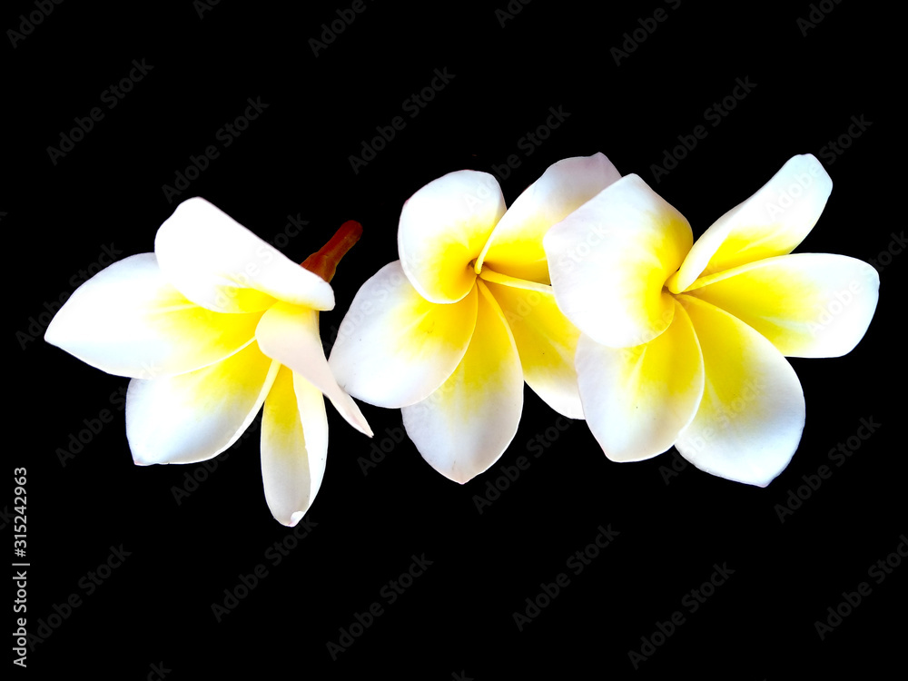 Fototapeta premium Plumeria flowers or Frangipani flower isolated on black background. Tropical flowers frangipani. Frangipani flowers are many in Bali.