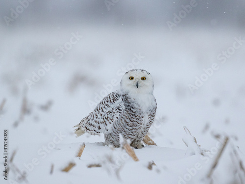 Female Snowy Owl © gqxue