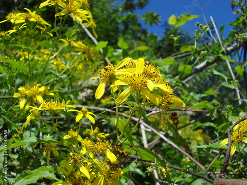 Yellow flowers in wild