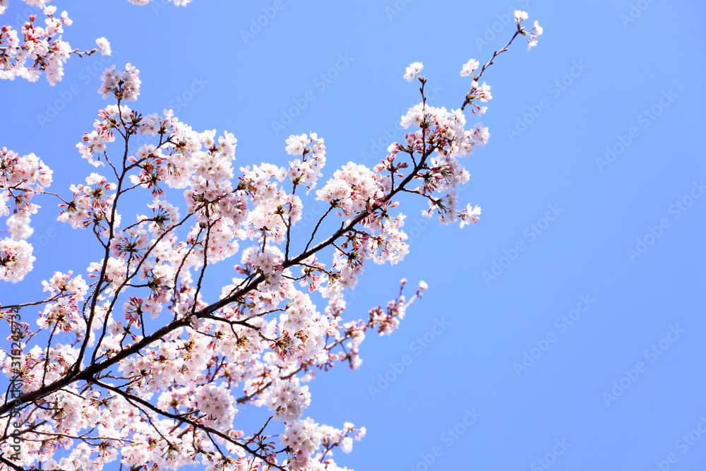 さくら 青空 さくら 青空