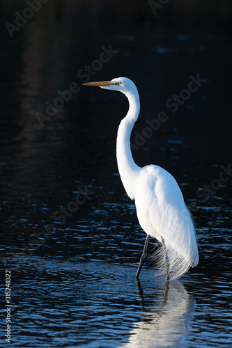 Great Egret in dark background