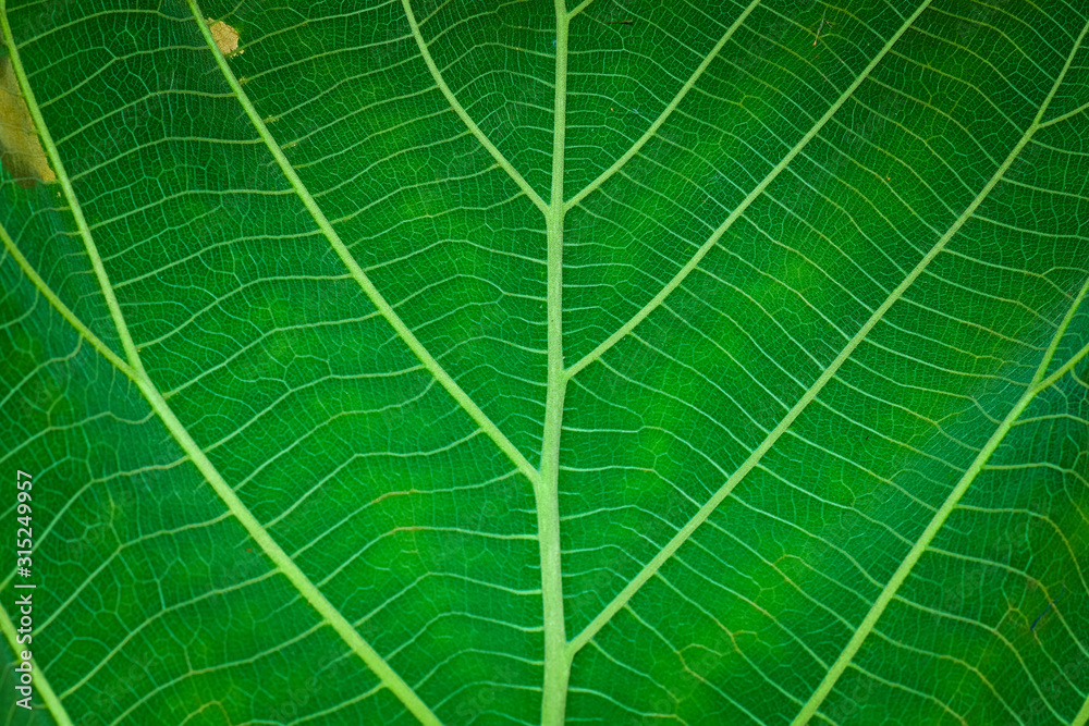 Green leaf texture macro image. Great organic texture. Green leaf texture macro image. Great organic texture.