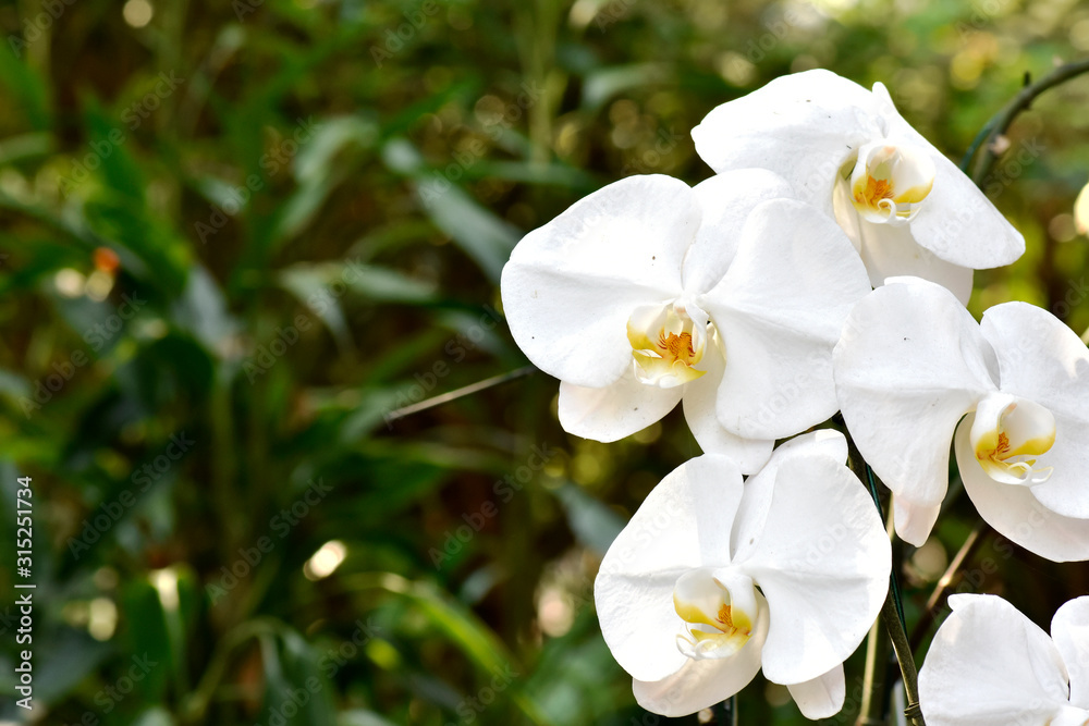 White flowers on a blurred background in the garden White flowers on a blurred background in the garden