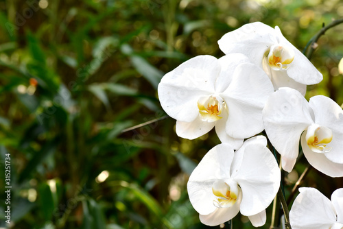 Fototapeta Naklejka Na Ścianę i Meble -  White flowers on a blurred background in the garden