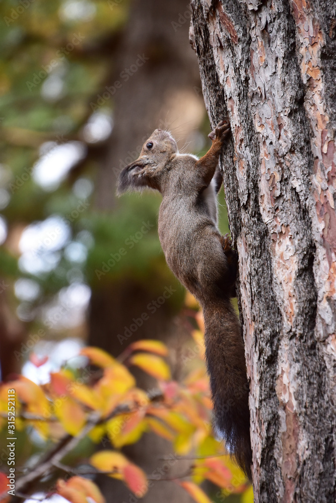 木に登る秋のリス 木に登る秋のリス