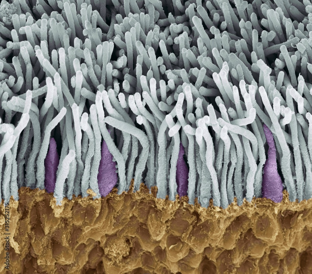 Retina rods and cones, SEM Stock Photo | Adobe Stock