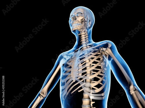 Upper body skeleton, computer artwork