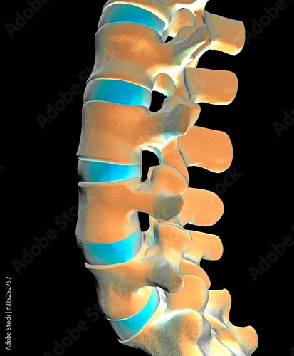 Lumbar spine, computer artwork