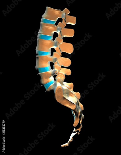 Lumbar spine and sacrum, computer artwork
