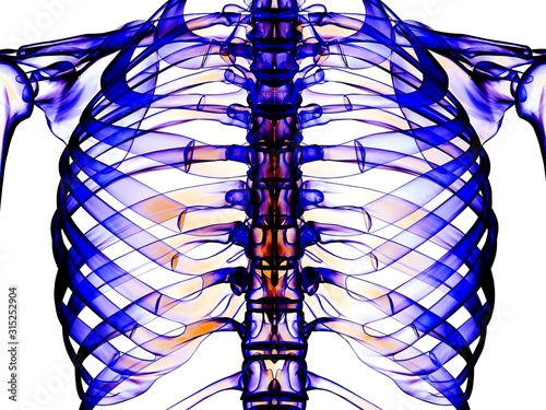 Ribcage, computer artwork