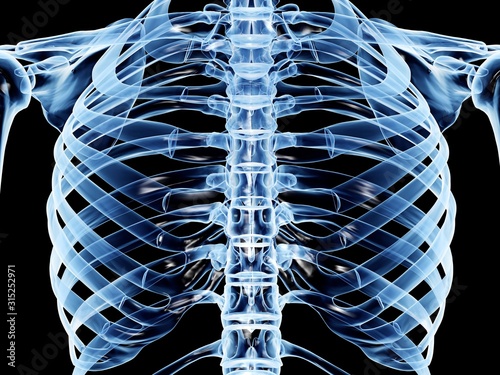 Ribcage, computer artwork
